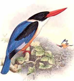 Black-capped Kingfisher