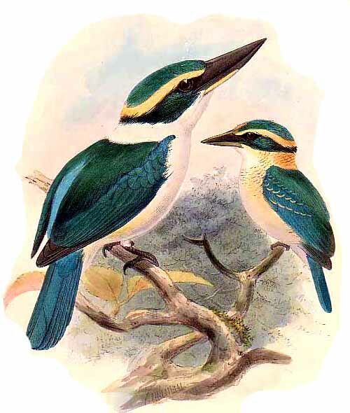 Collared Kingfisher