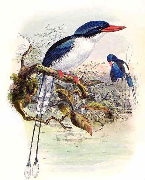 Common Paradise Kingfisher