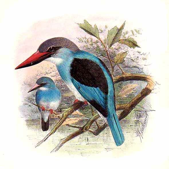 Blue-breasted Kingfisher