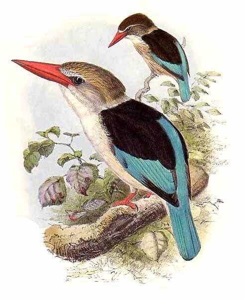 Brown-hooded Kingfisher