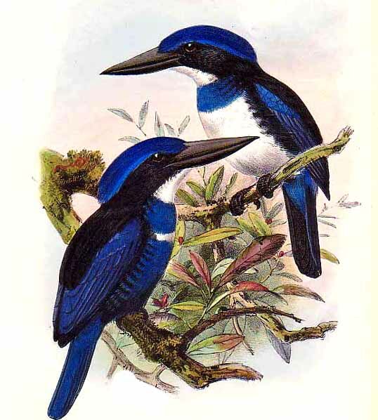 Blue-black Kingfisher