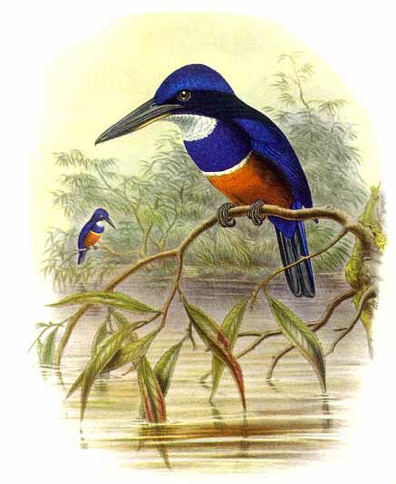 Blue-black Kingfisher