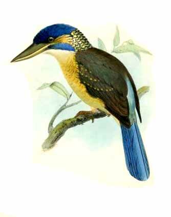 Blue-capped Kingfisher