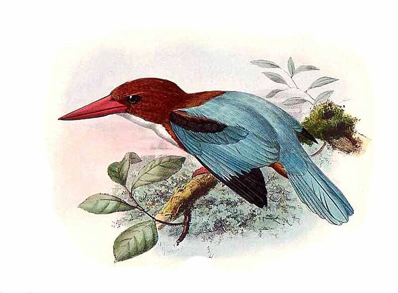 White-throated Kingfisher