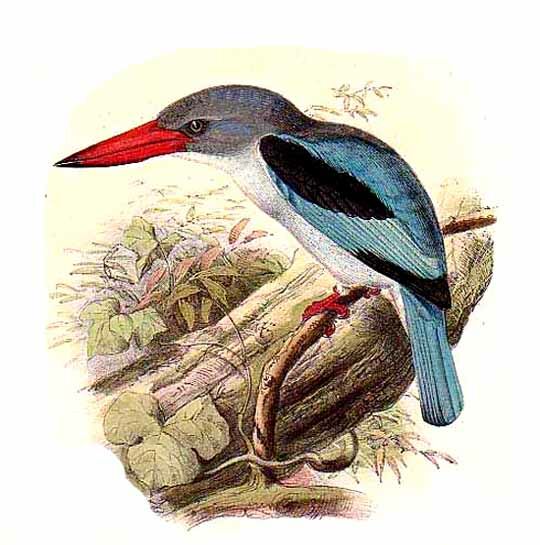 Mangrove Kingfisher