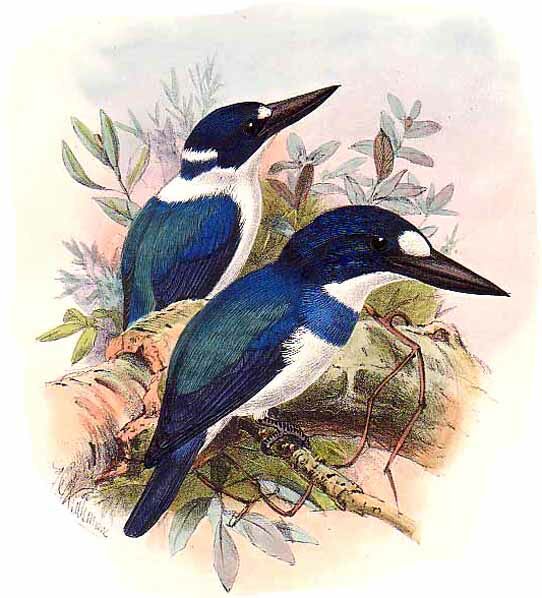 Blue-and-white Kingfisher