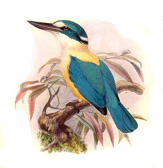 Flat-billed Kingfisher