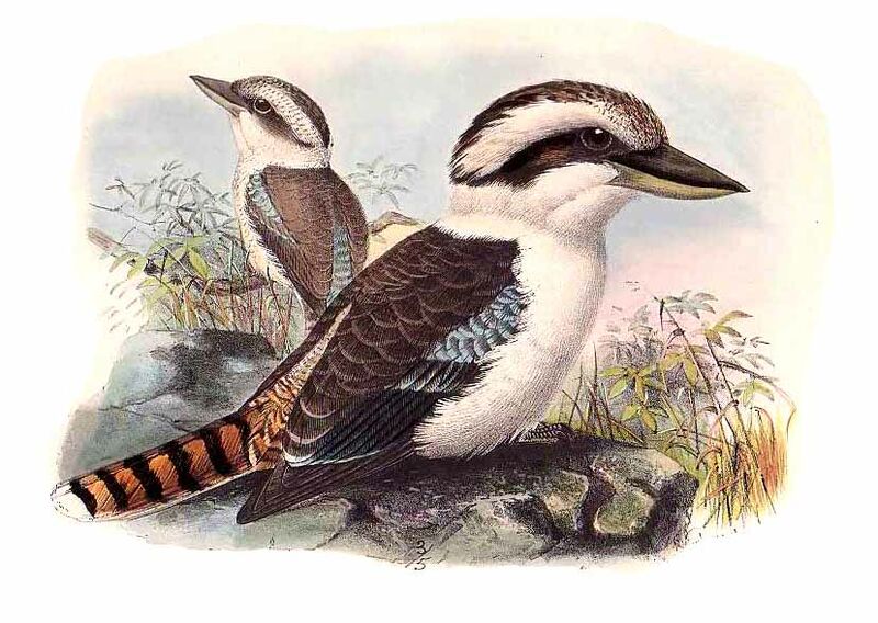 Laughing Kookaburra