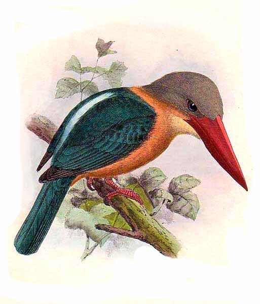 Stork-billed Kingfisher