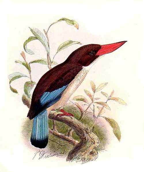 Chocolate-backed Kingfisher