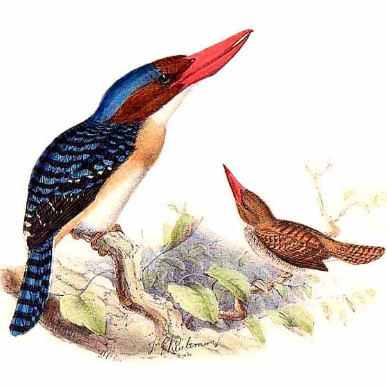 Banded Kingfisher