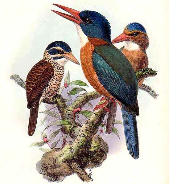 Green-backed Kingfisher