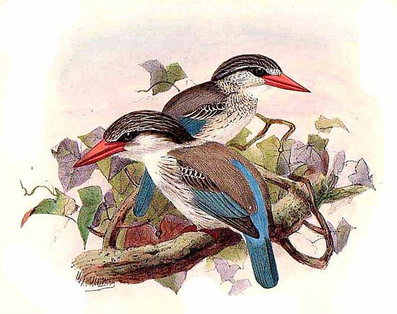 Striped Kingfisher