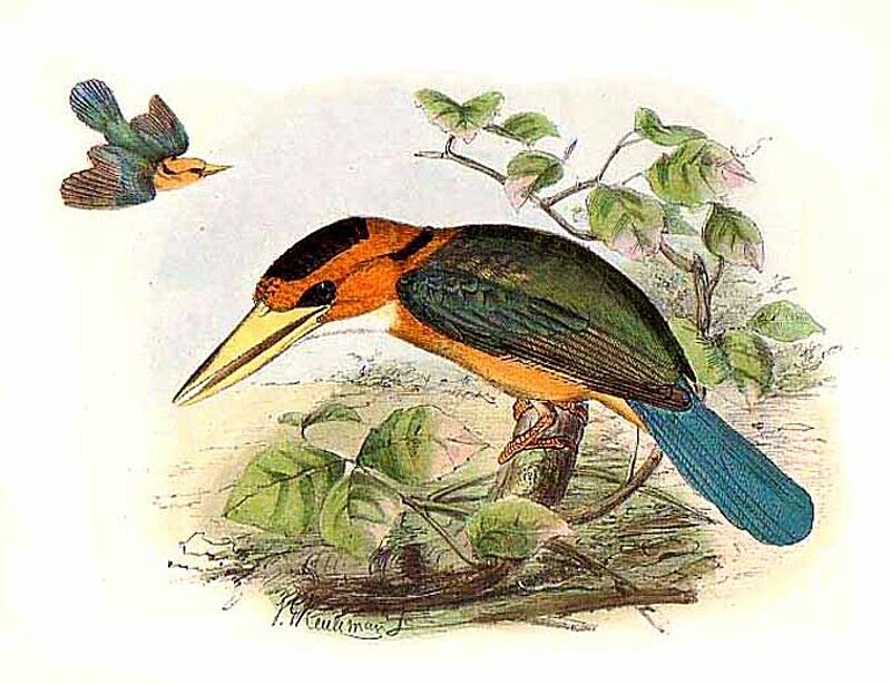 Yellow-billed Kingfisher