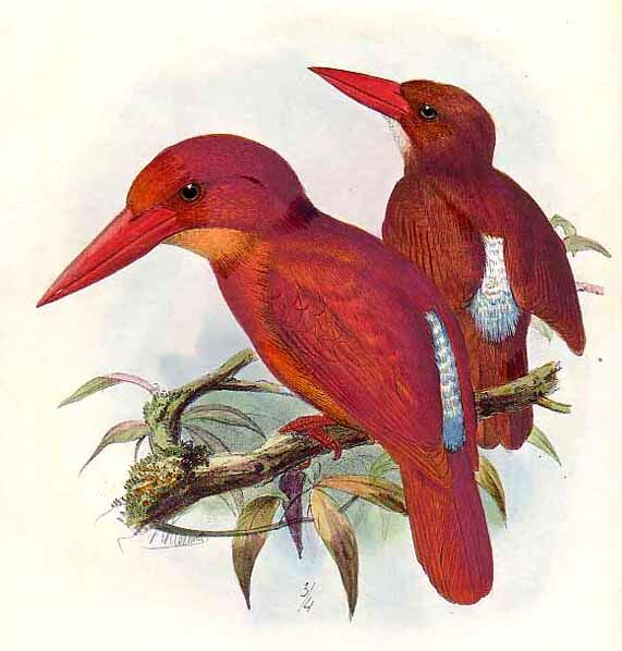 Ruddy Kingfisher