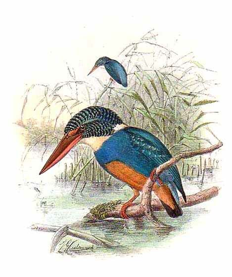 Indigo-banded Kingfisher