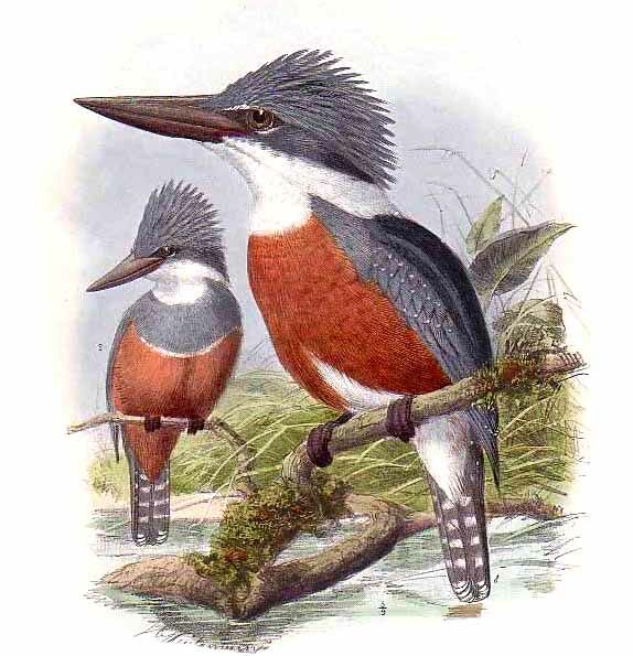 Ringed Kingfisher