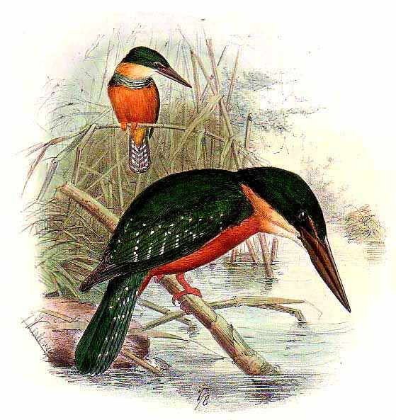 Green-and-rufous Kingfisher