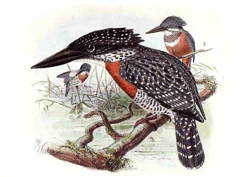 Giant Kingfisher