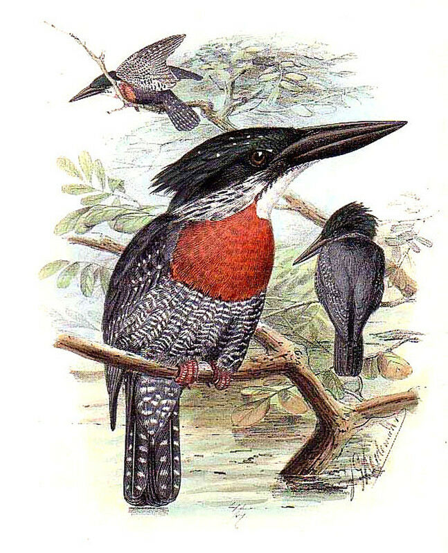 Giant Kingfisher