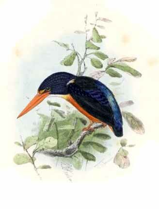 Moluccan Dwarf Kingfisher