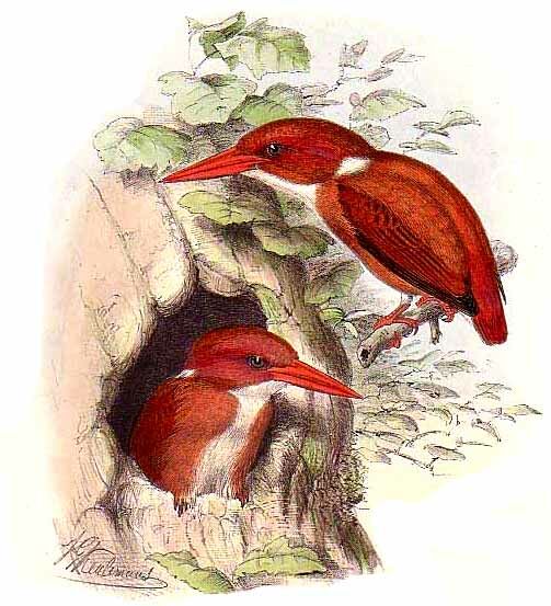 Madagascar Pygmy Kingfisher