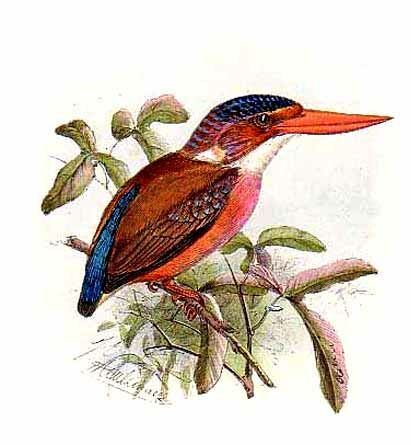 Sulawesi Dwarf Kingfisher