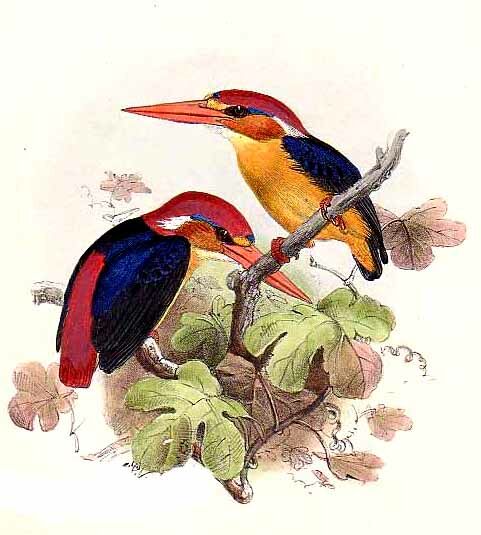 Black-backed Dwarf Kingfisher