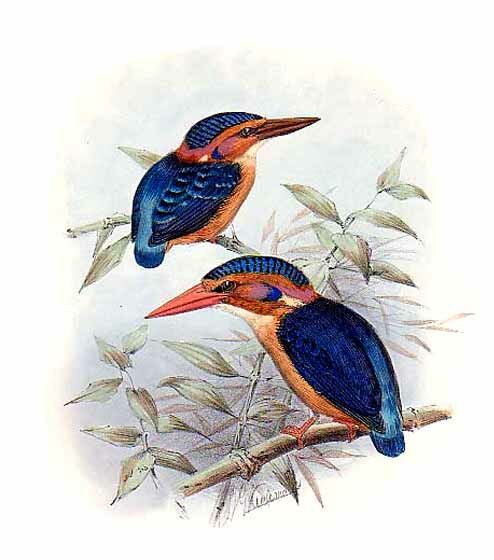 African Pygmy Kingfisher