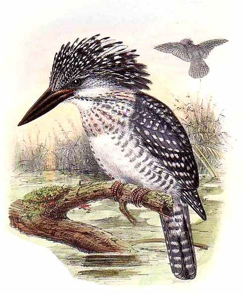 Crested Kingfisher