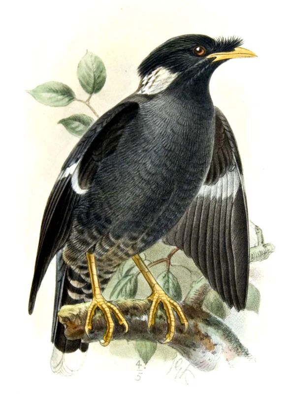 Collared Myna