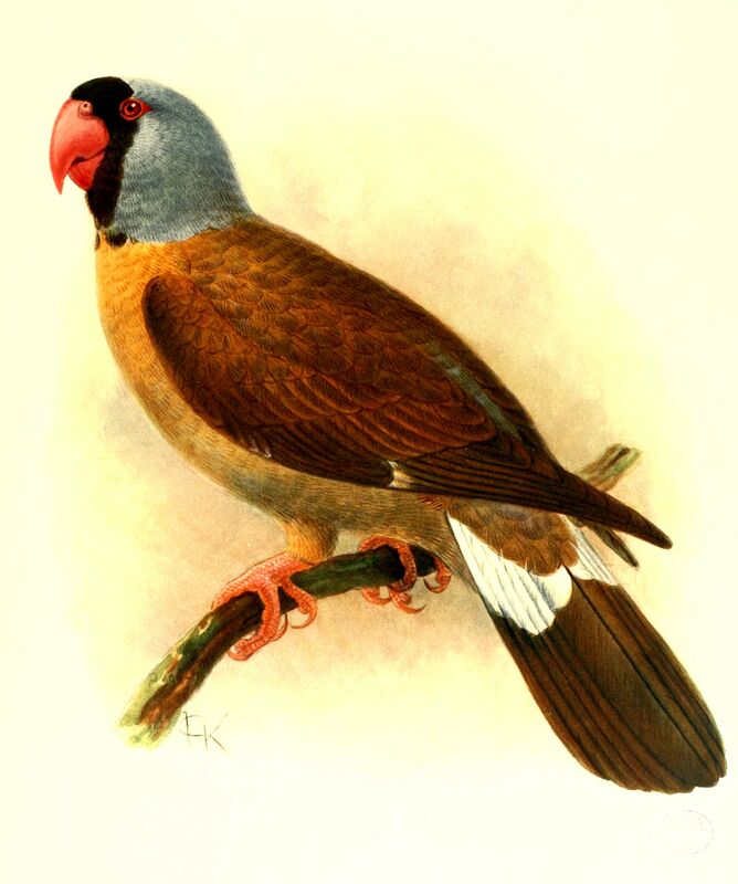 Mascarene Parrot