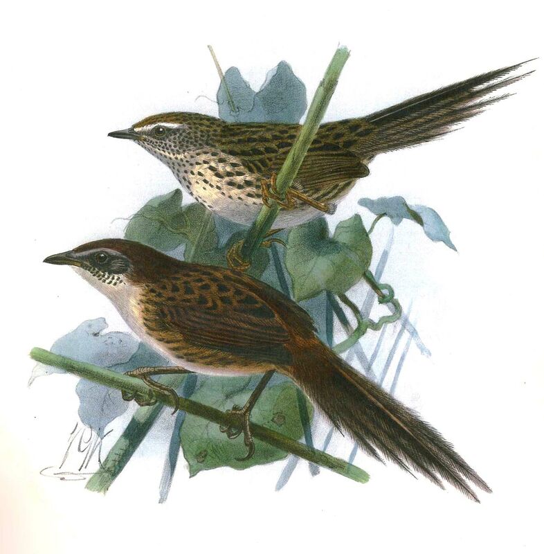 New Zealand Fernbird