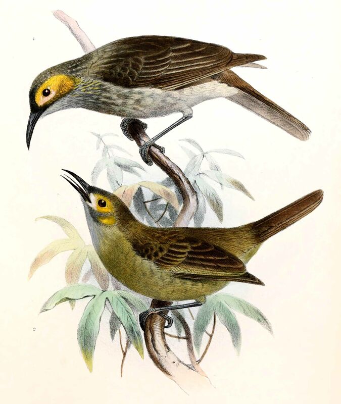 Kadavu Honeyeater