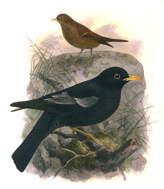 Grey-winged Blackbird