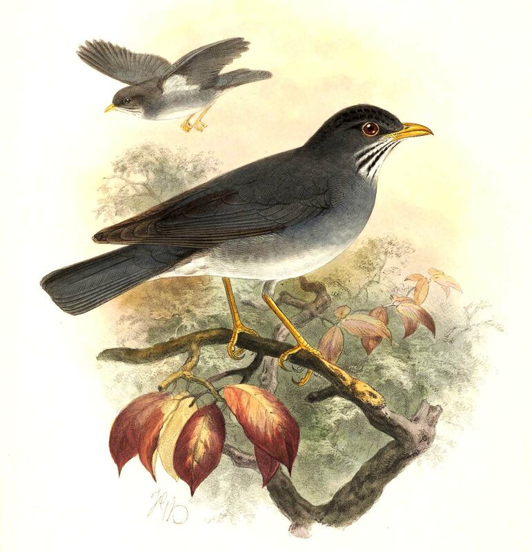 Blacksmith Thrush