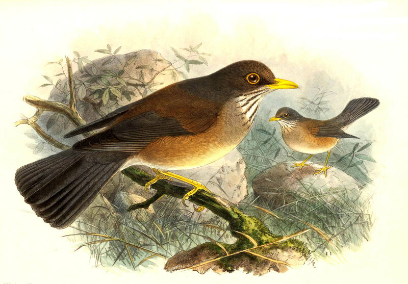 Rufous-backed Thrush