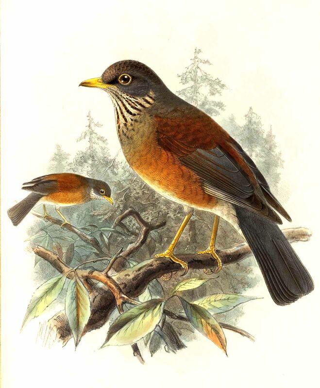 Rufous-backed Thrush