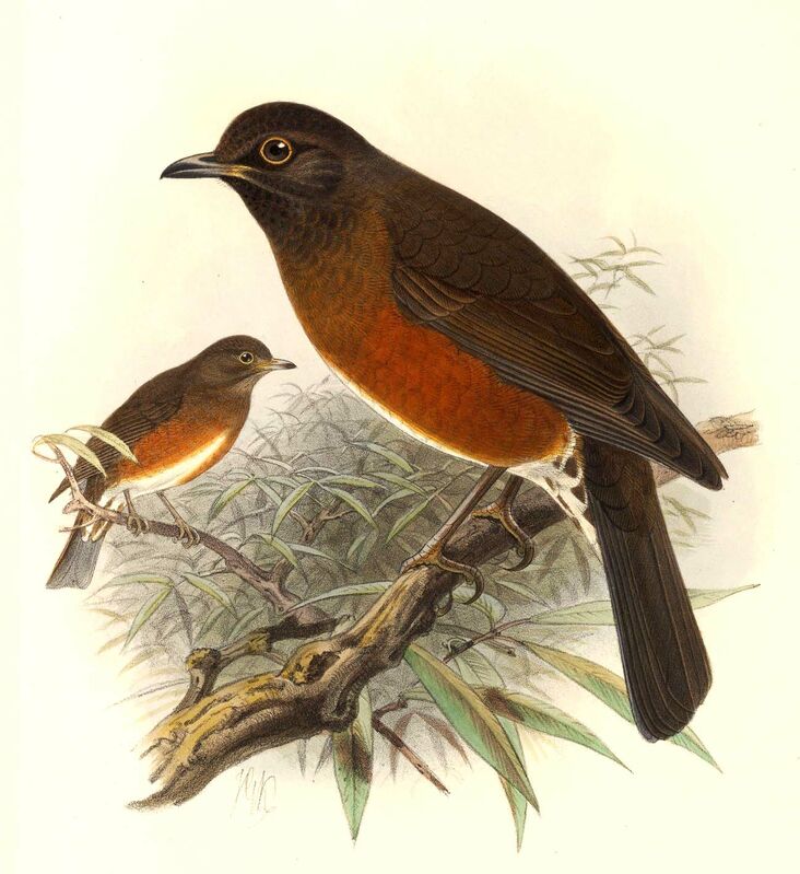 Brown-headed Thrush