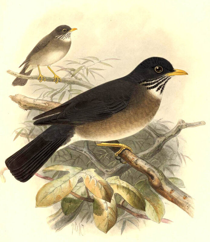 White-throated Thrush