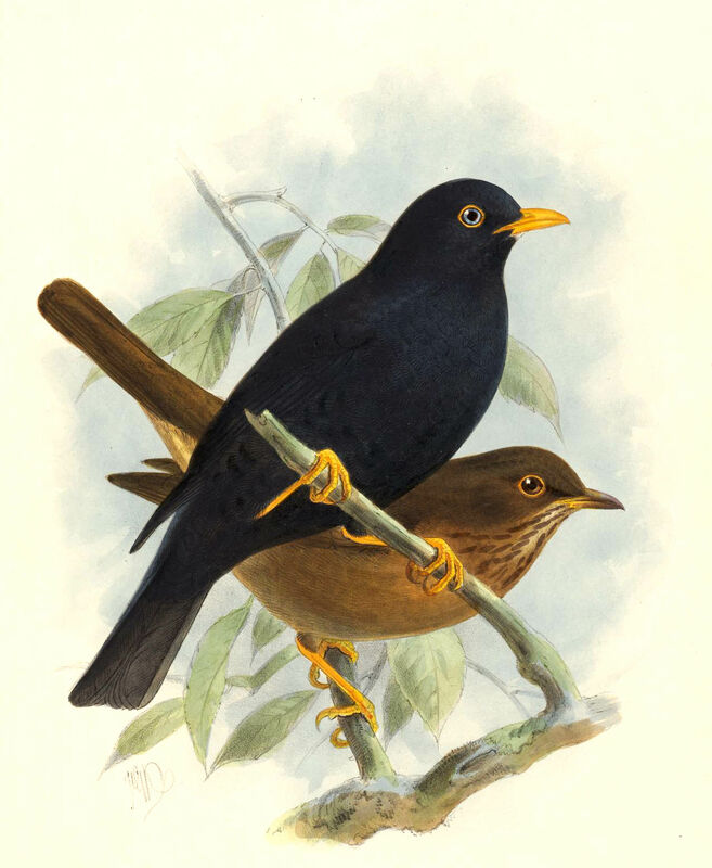 Pale-eyed Thrush