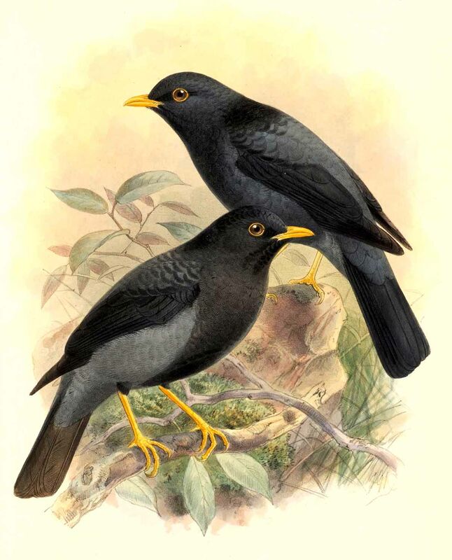 Yellow-legged Thrush