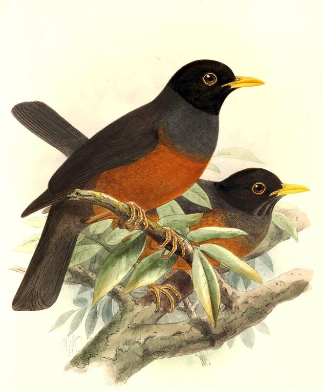 Chestnut-bellied Thrush