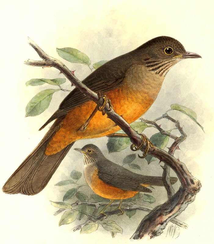 Rufous-bellied Thrush