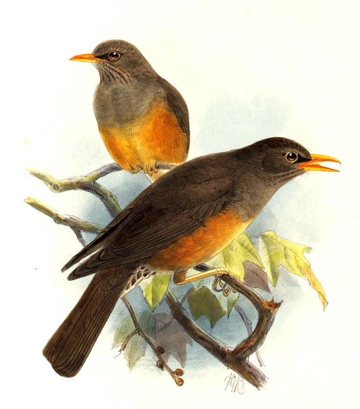 Abyssinian Thrush