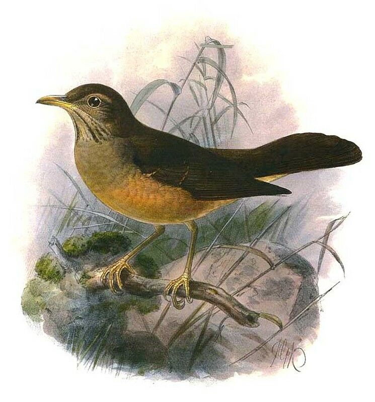 African Thrush