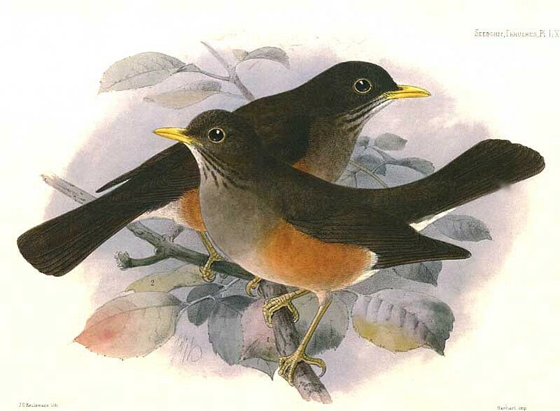 African Thrush