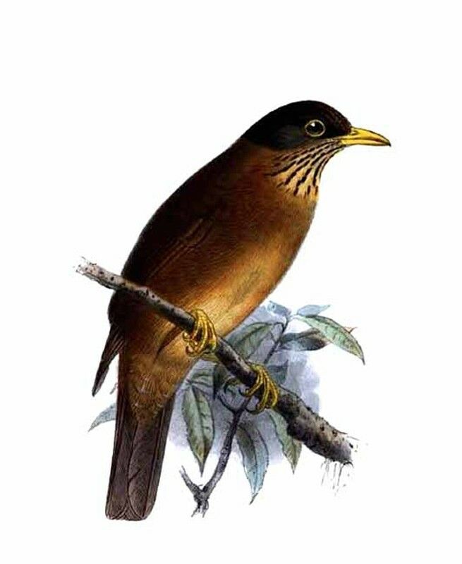 Austral Thrush