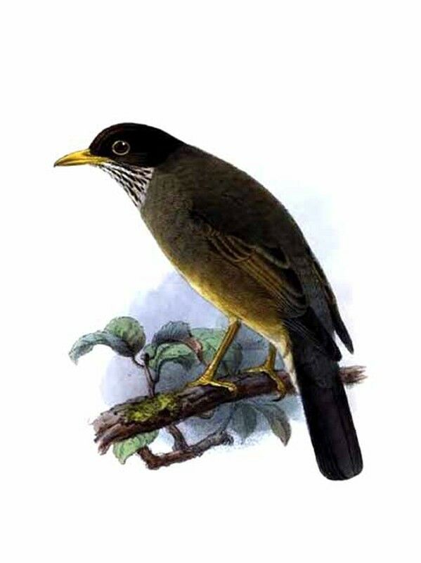 Austral Thrush